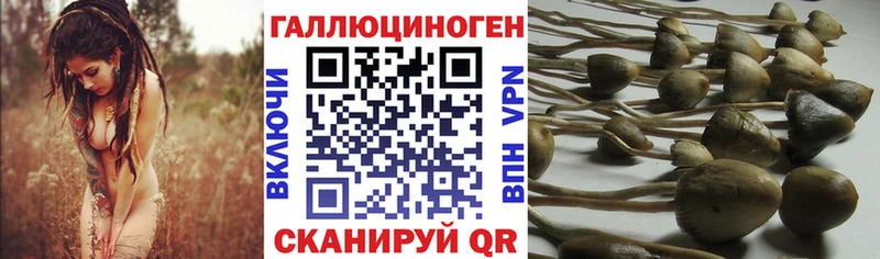 Псилоцибиновые грибы мицелий  Бакал 